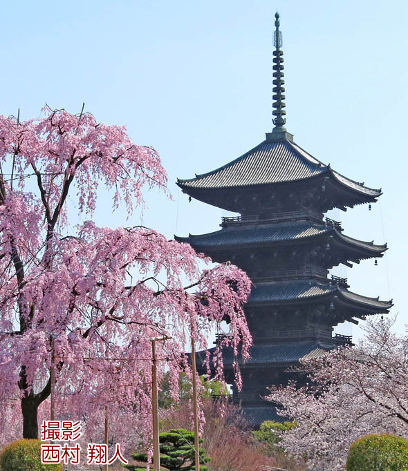 京都東寺五重塔2