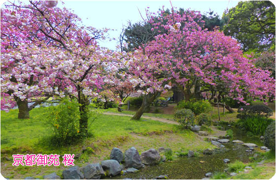 京都の観光ガイド桜3京都御苑