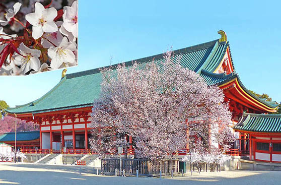 京都の観光平安神宮1