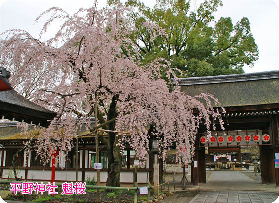 京都の観光平野神社3