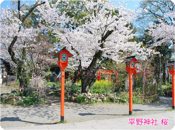 京都の観光平野神社4