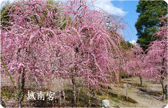京都の観光ガイド梅城南宮12