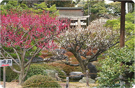 京都の観光ガイド梅城南宮21