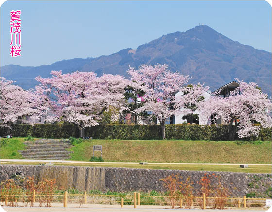 京都観光賀茂川1