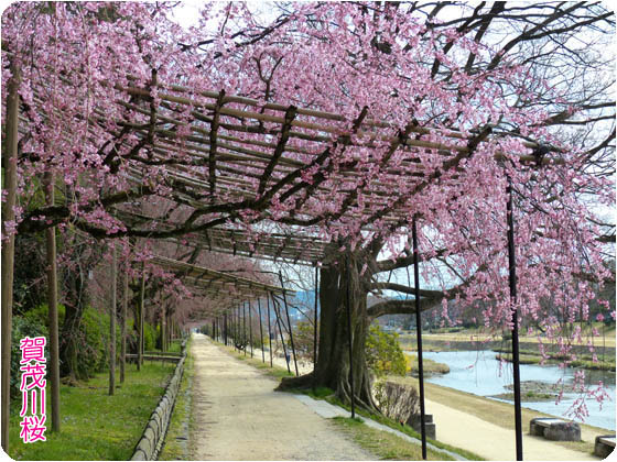 京都観光賀茂川2