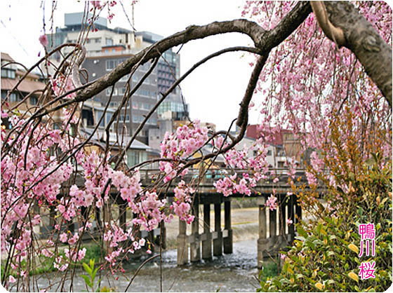 京都観光賀茂川4