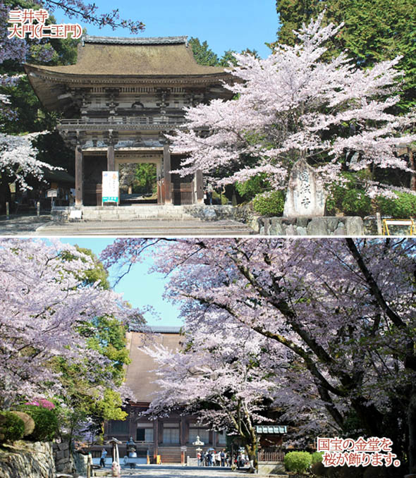 京都の観光ガイド上桜三井寺