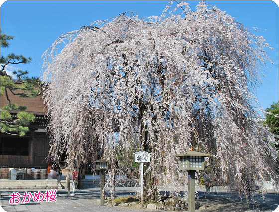 京都の寺院阿亀桜1