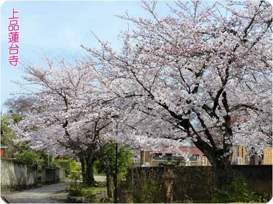 京都の寺院上品蓮台寺4