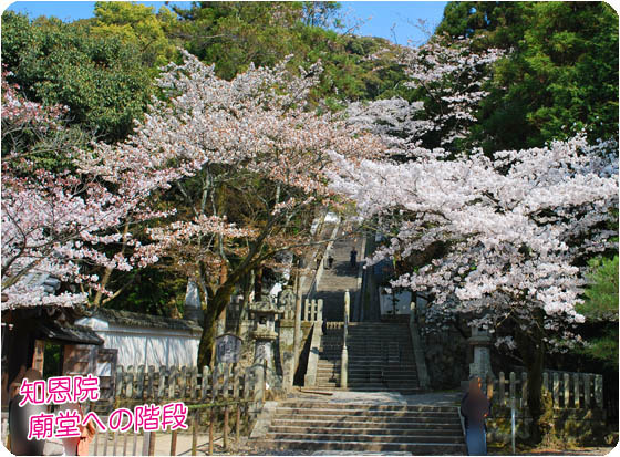 京都の観光桜知恩院3