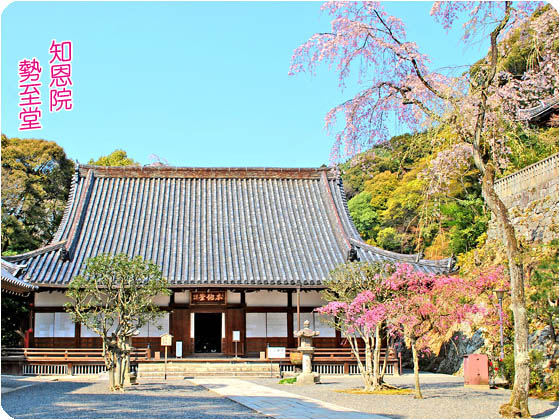 京都の観光桜知恩院4