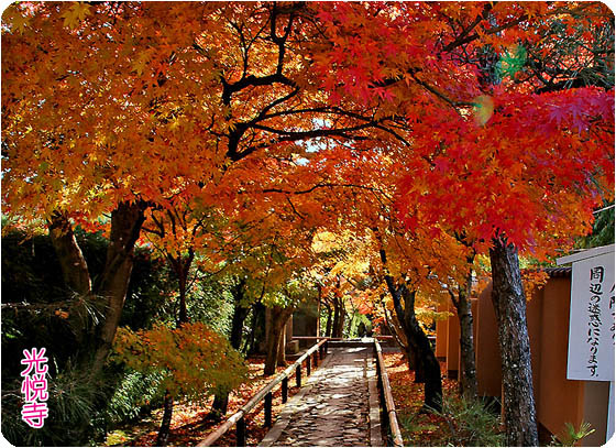 京都観光ガイド光悦寺4