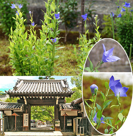 京都の寺院廬山寺3