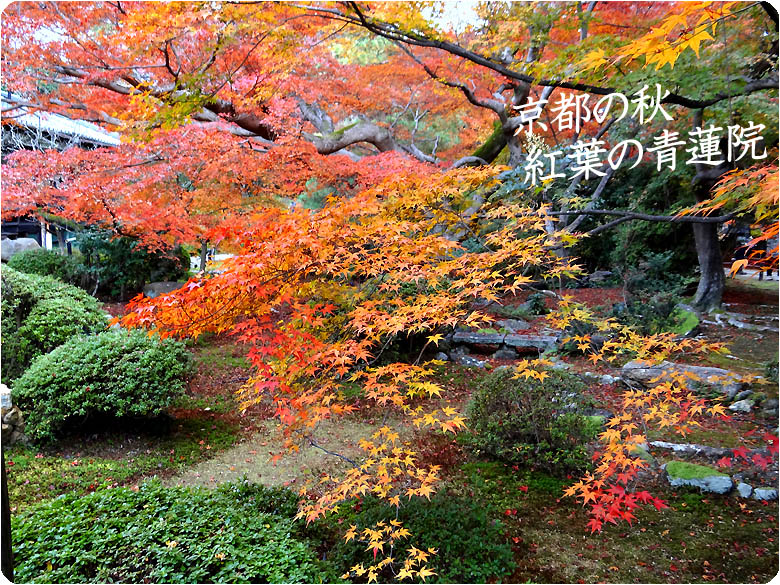 京都観光ガイド青蓮院2