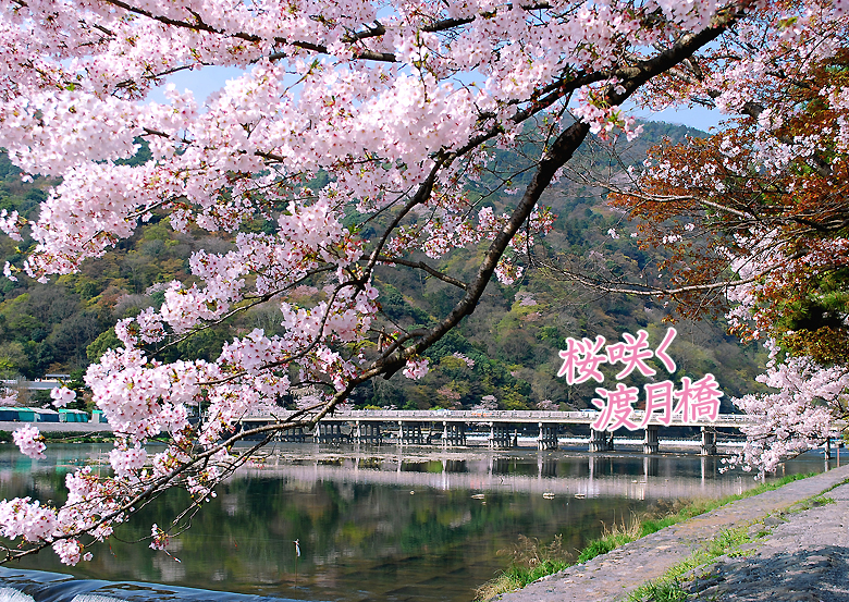 京都の桜渡月橋2