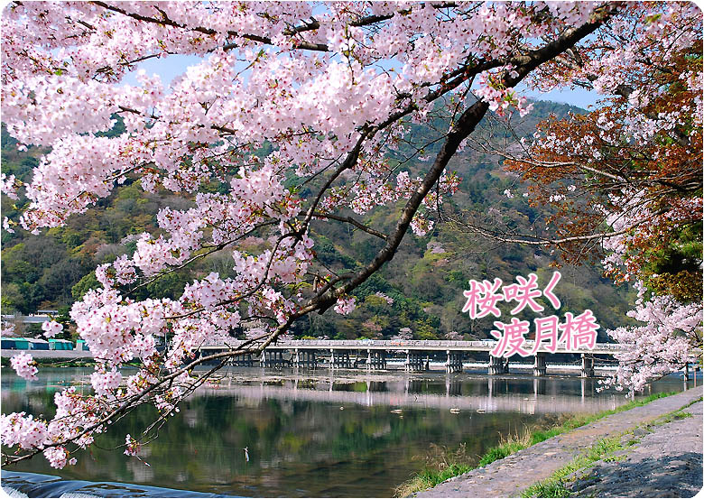 京都の桜渡月橋2