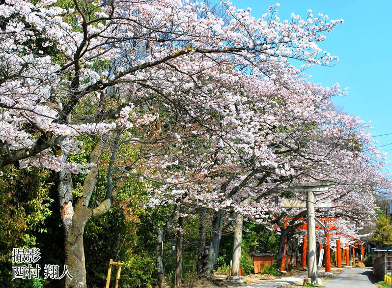 桜春写真